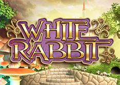 White Rabbit